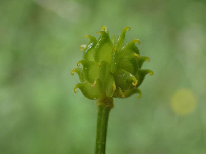 Ranunculus tuberosus photo 6