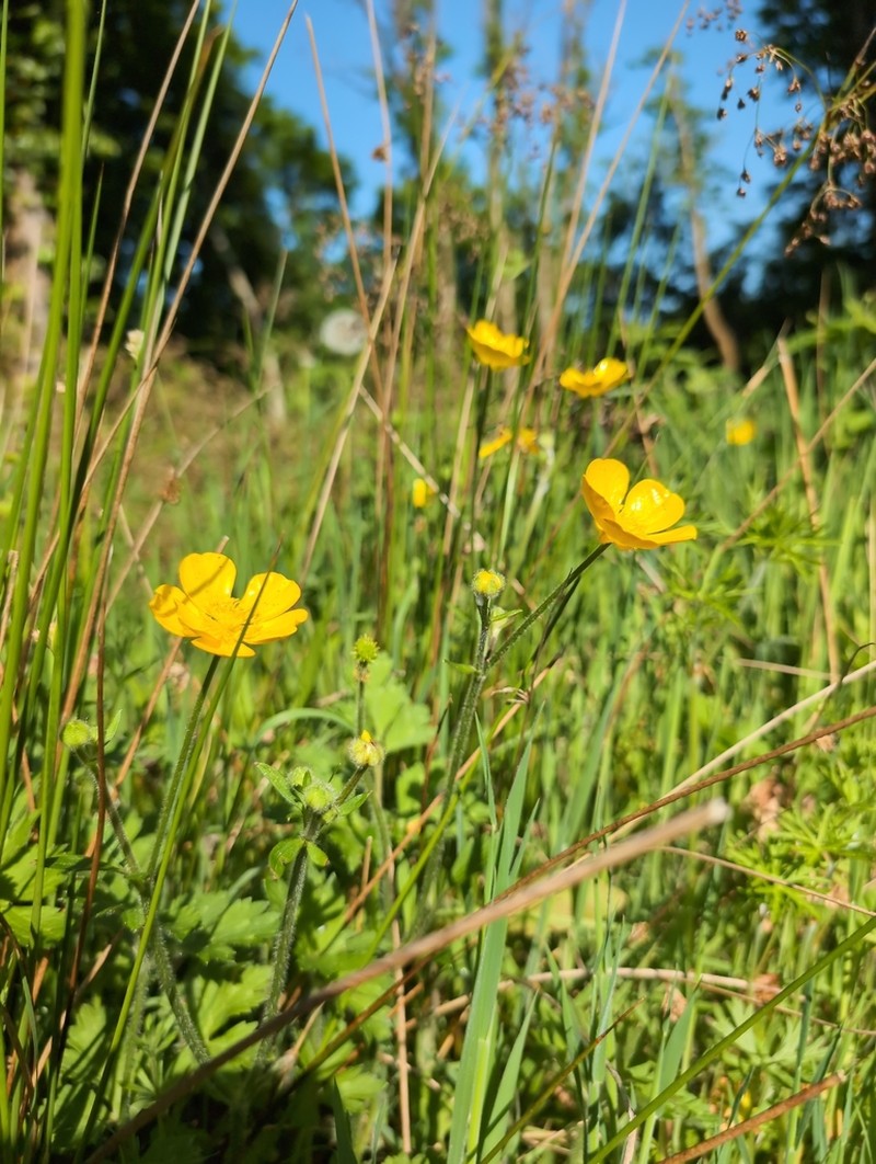Ranunculus tuberosus photo 7