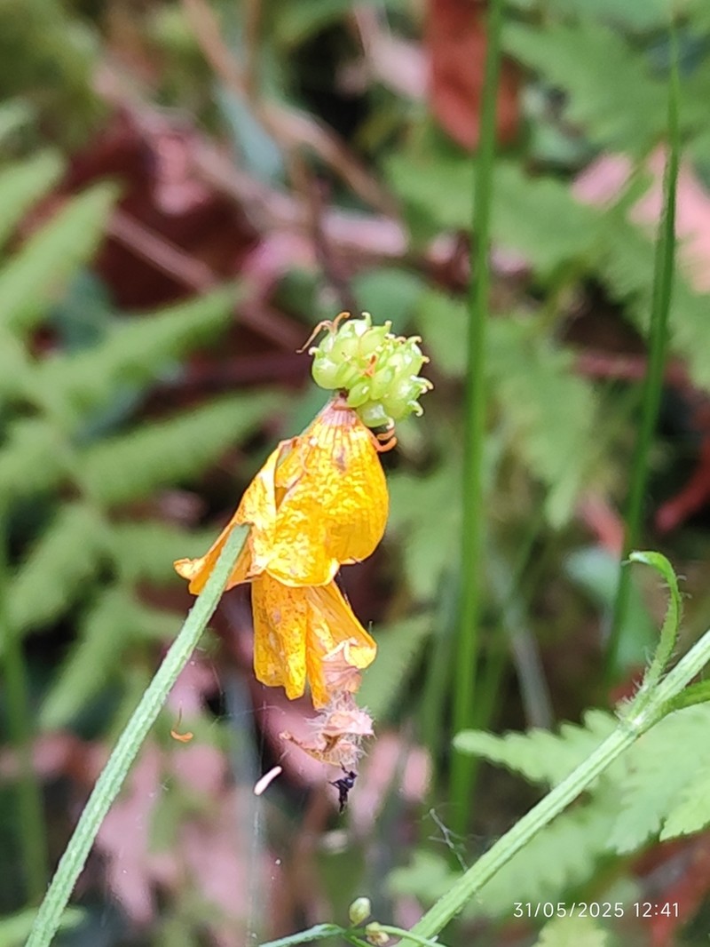 Ranunculus tuberosus photo 8
