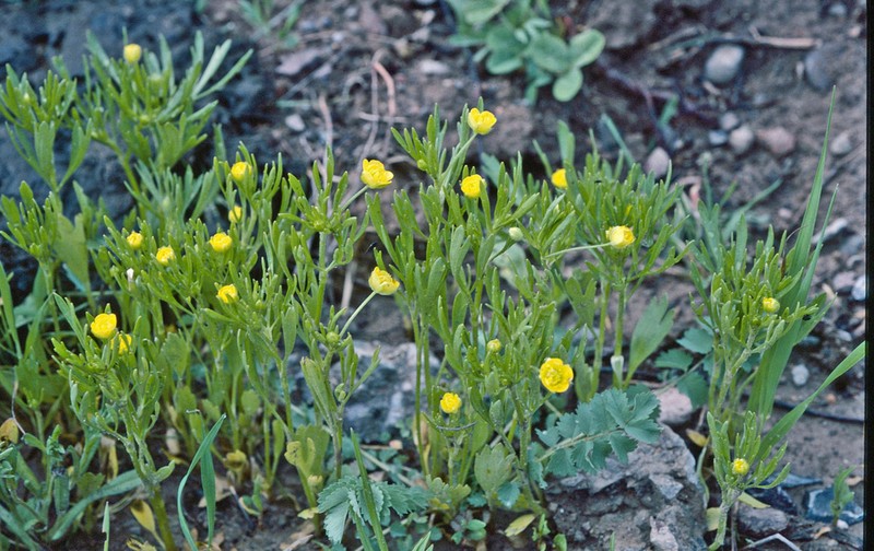 Ranunculus turkestanicus