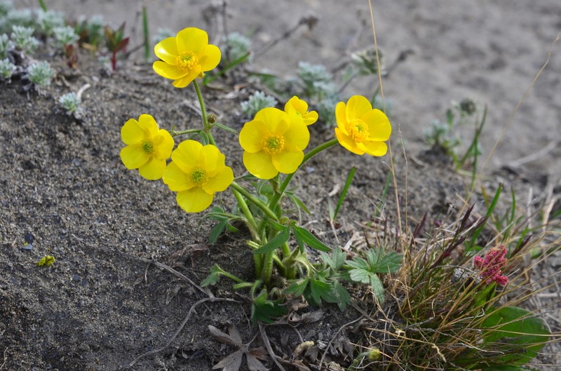 Turner's Buttercup