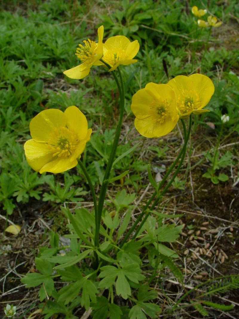 Turner's Buttercup photo 2