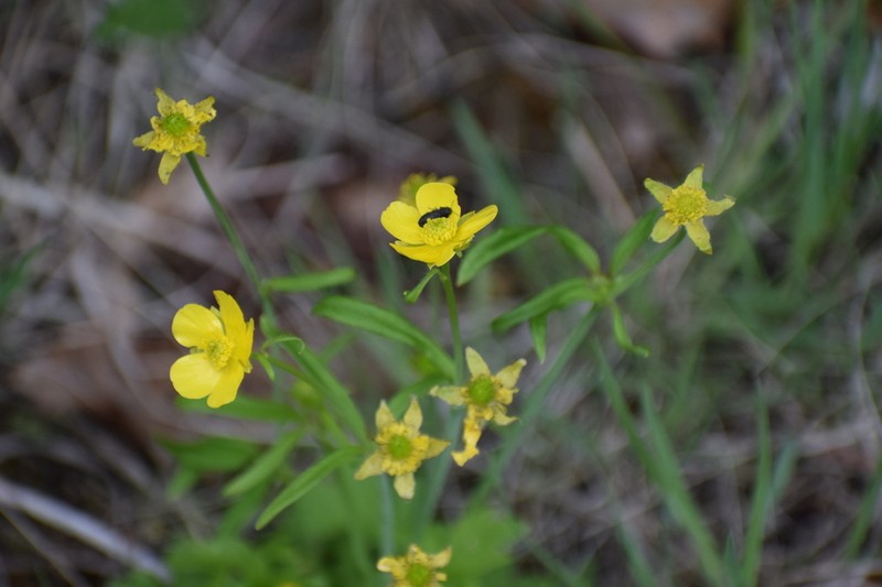 Turner's Buttercup photo 3