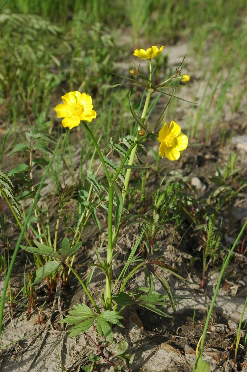 Turner's Buttercup photo 4
