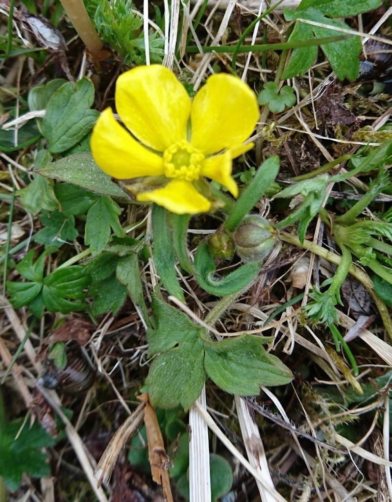 Turner's Buttercup photo 5