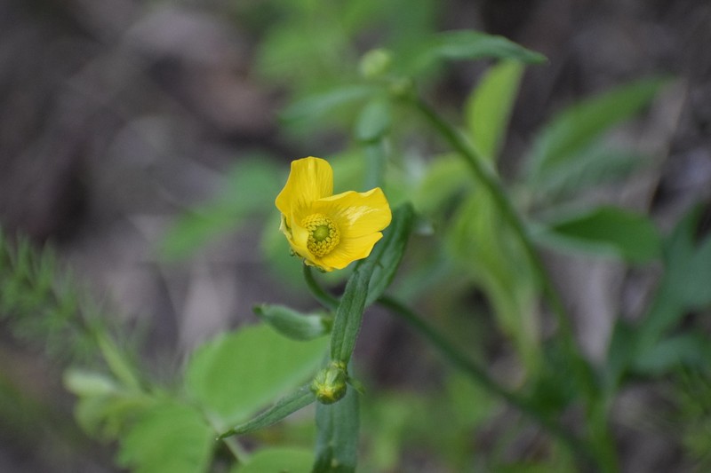 Turner's Buttercup photo 6