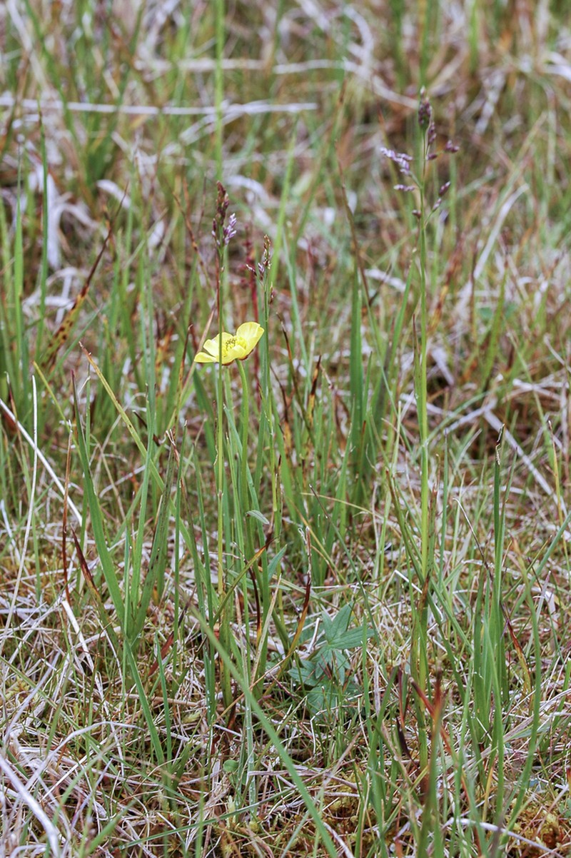 Turner's Buttercup photo 7