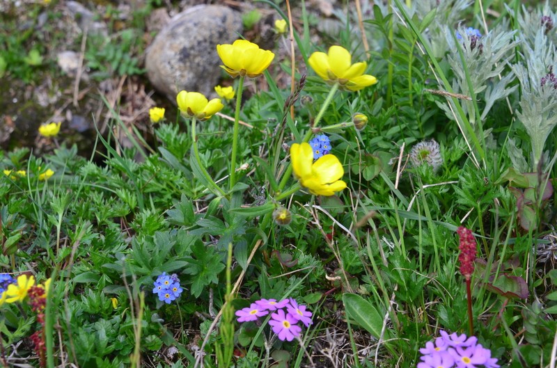 Turner's Buttercup photo 8