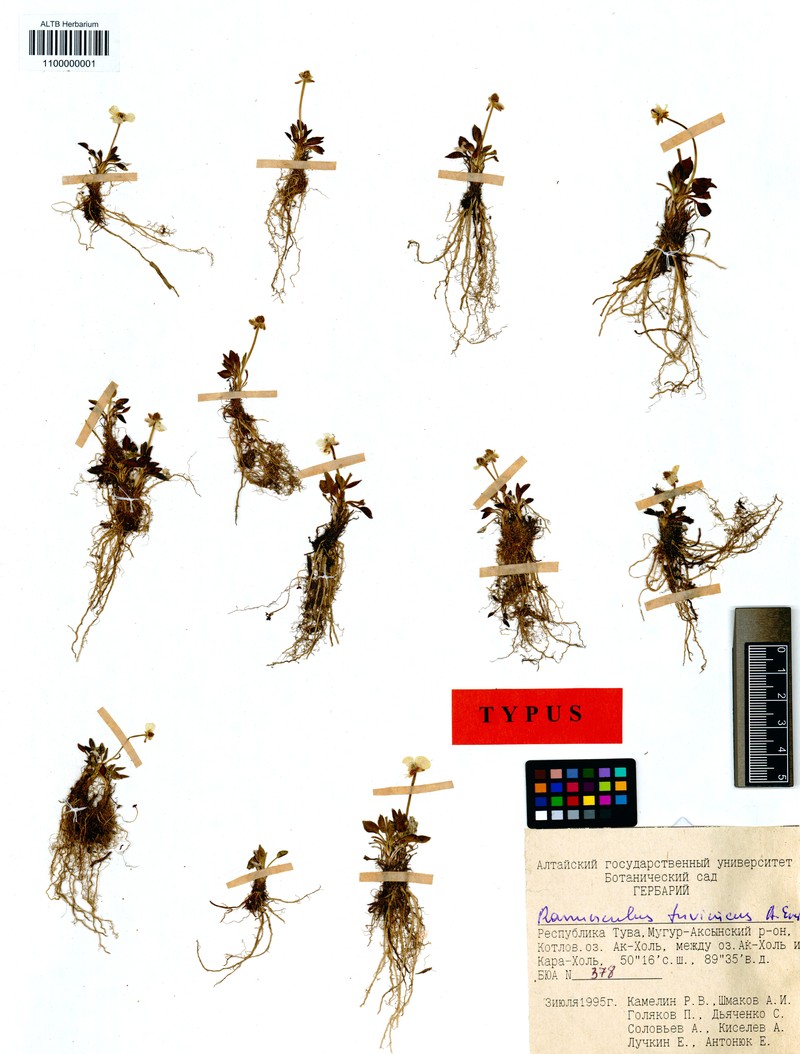 Ranunculus tuvinicus