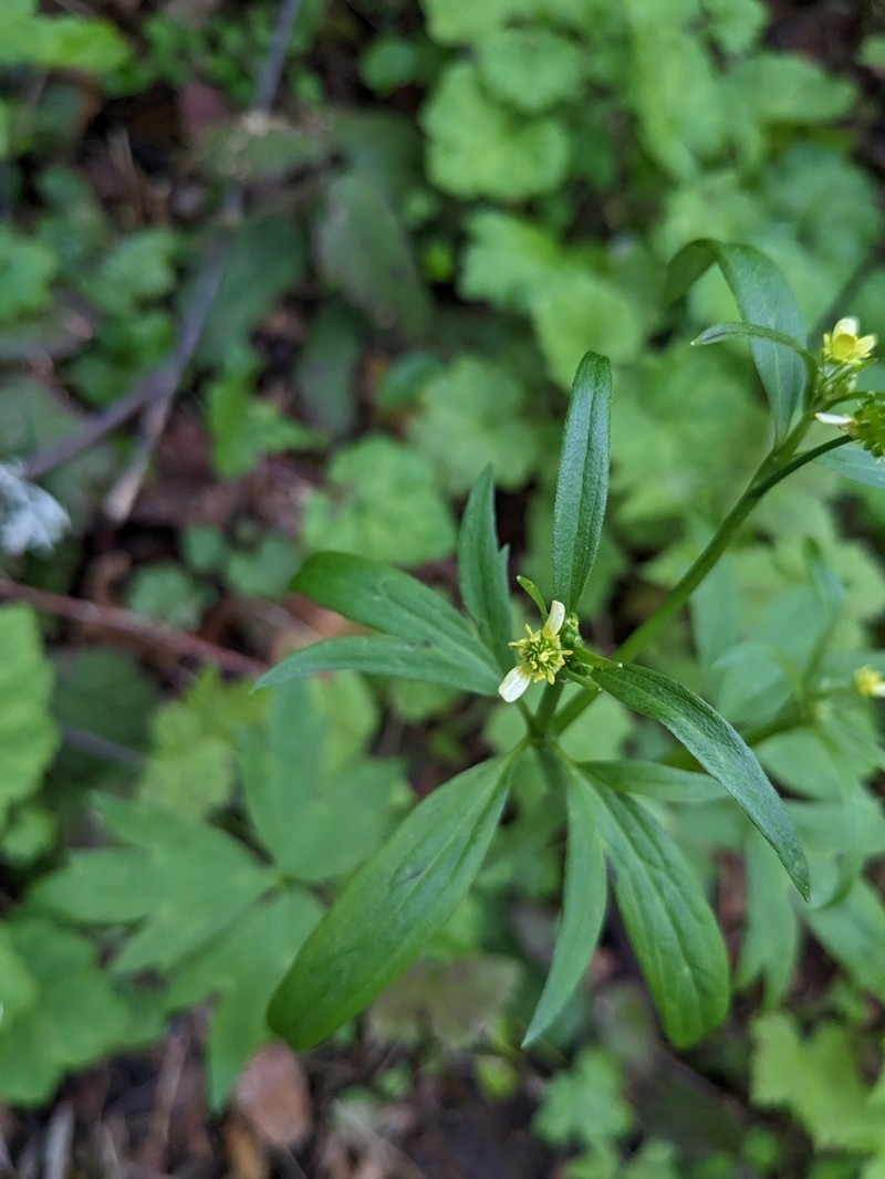 Woodland Buttercup photo 2