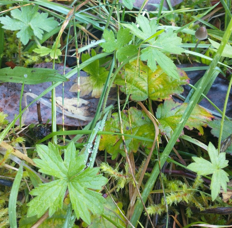 Woodland Buttercup photo 3