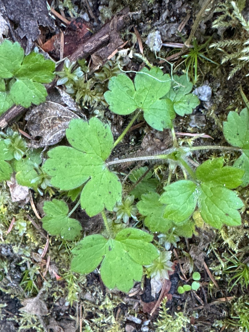 Woodland Buttercup photo 4