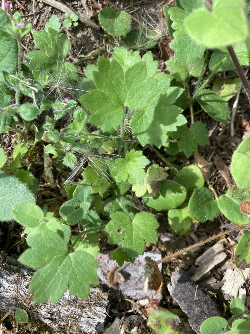 Woodland Buttercup photo 5
