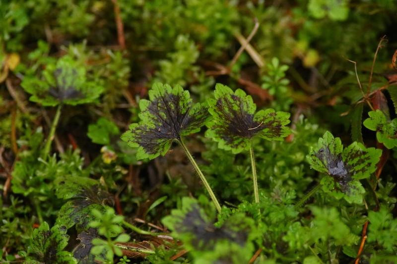 Woodland Buttercup photo 6