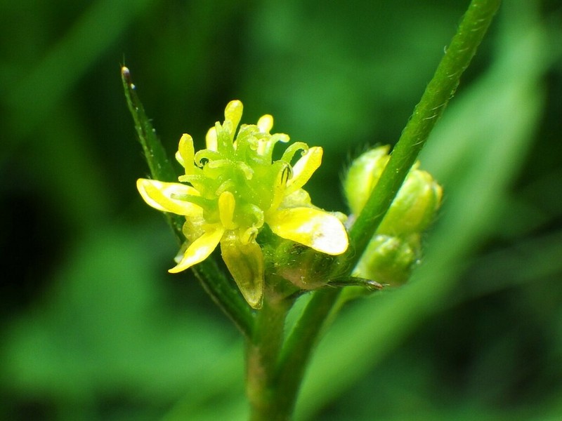Woodland Buttercup photo 7
