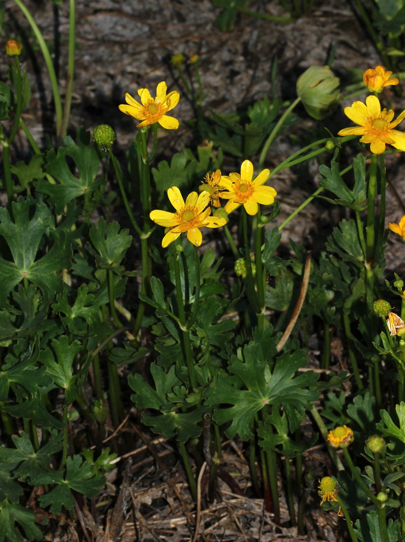 Ranunculus undosus