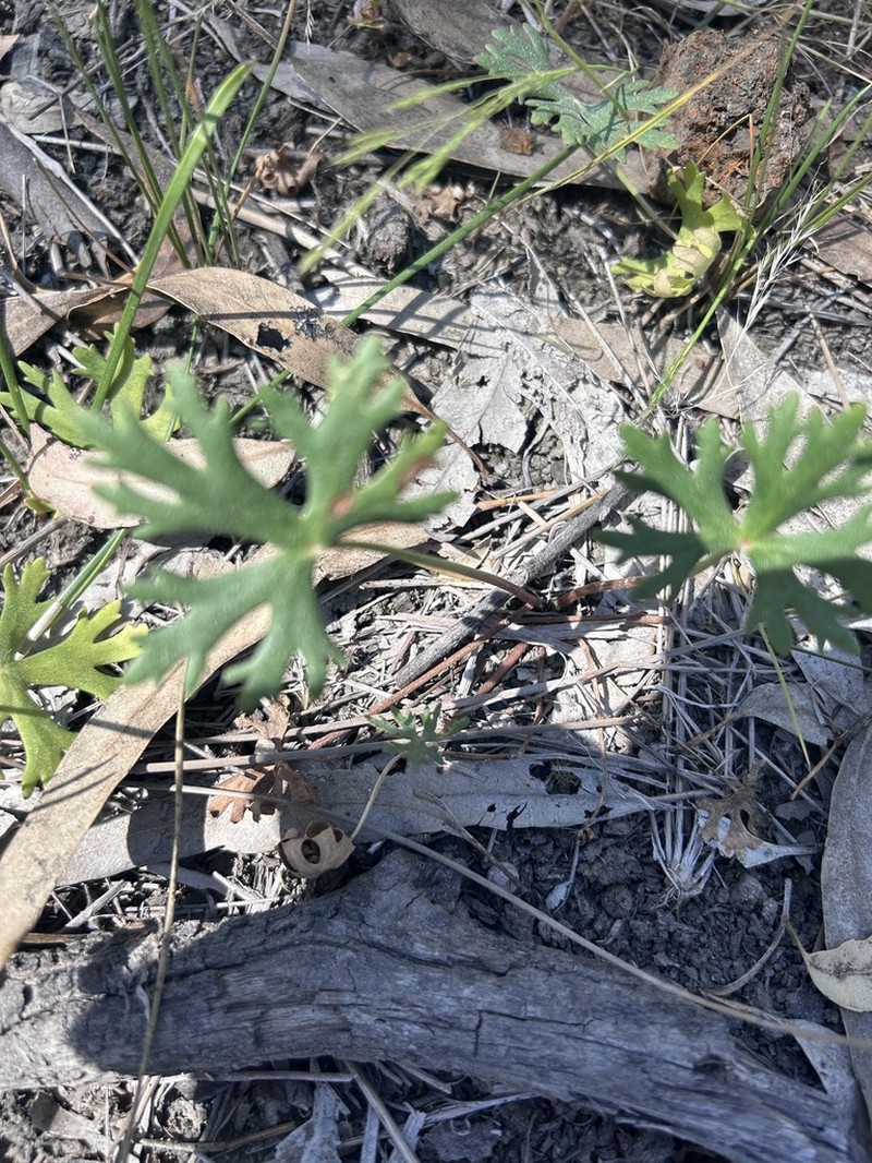 Ranunculus undosus photo 2