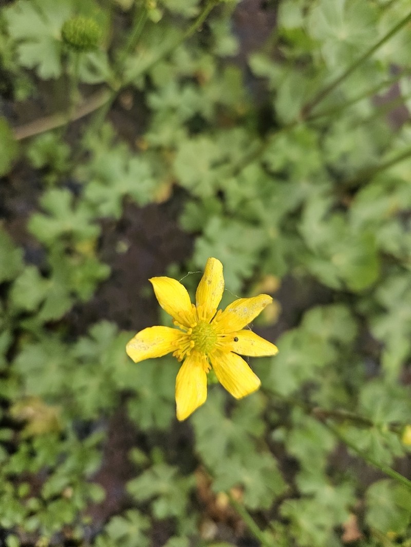 Ranunculus undosus photo 3