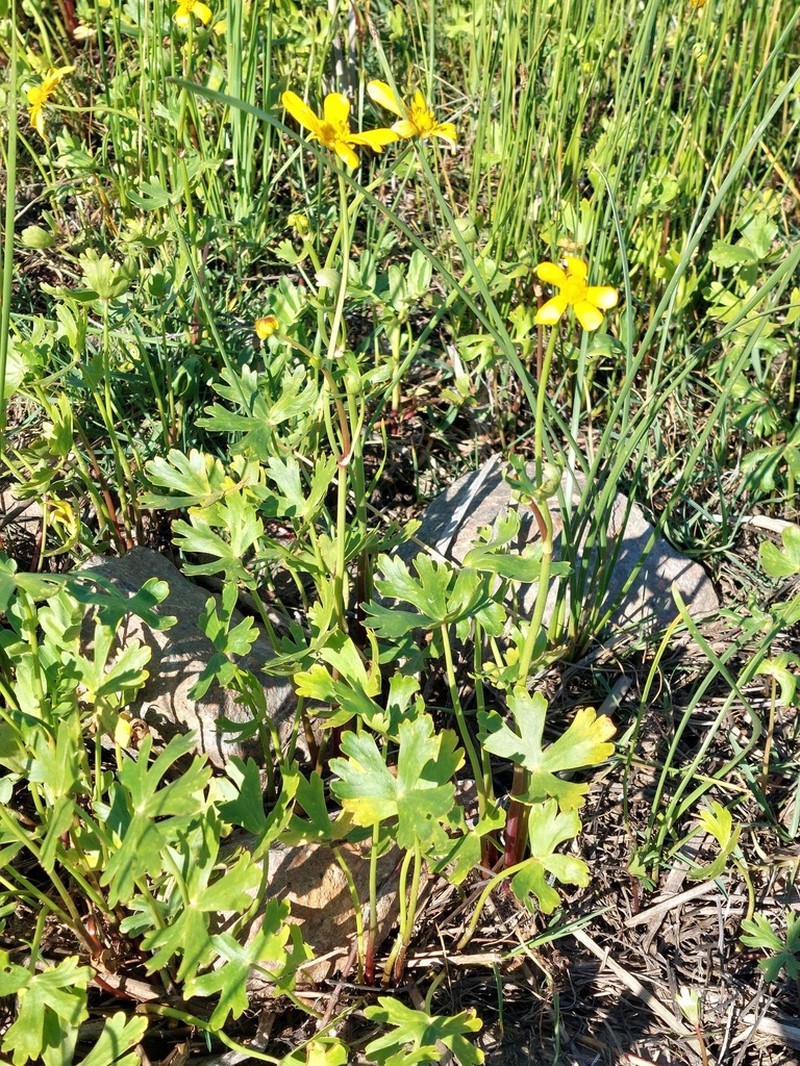 Ranunculus undosus photo 4