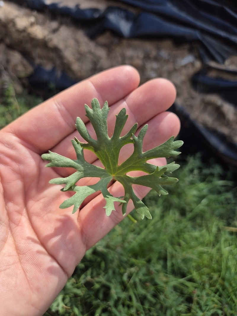 Ranunculus undosus photo 6