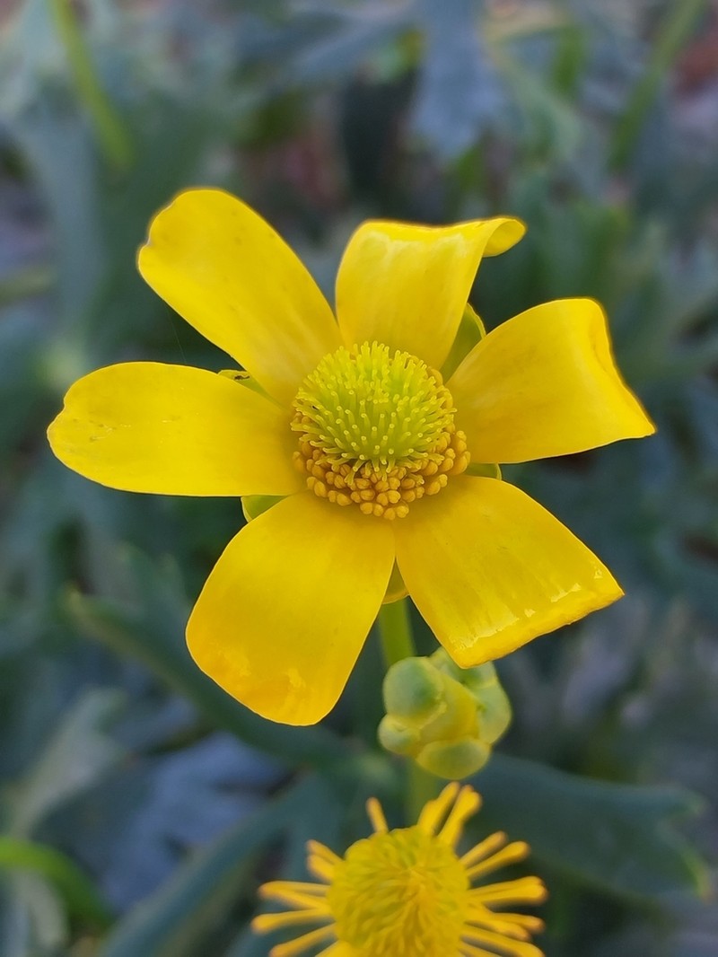 Ranunculus undosus photo 7
