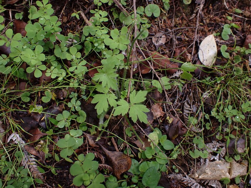 Ranunculus urvilleanus photo 2