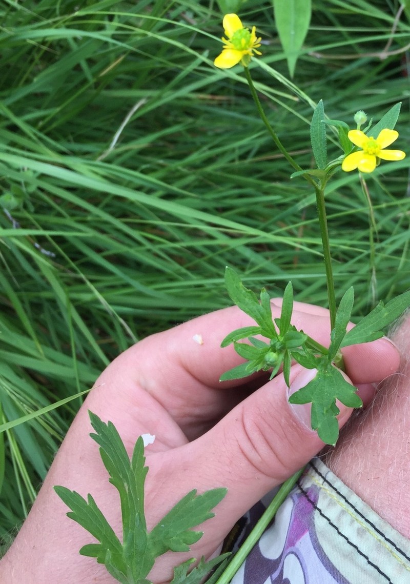 Ranunculus urvilleanus photo 4