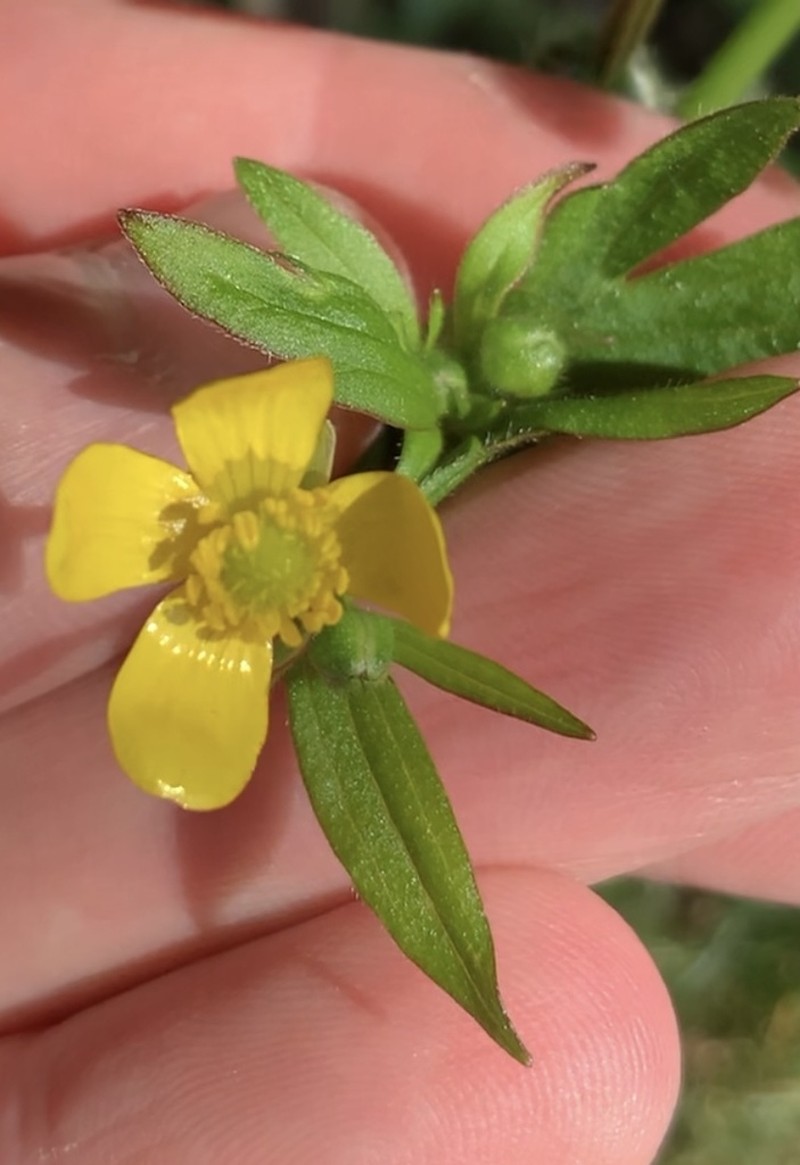 Ranunculus urvilleanus photo 5