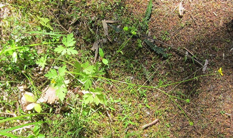 Ranunculus urvilleanus photo 6