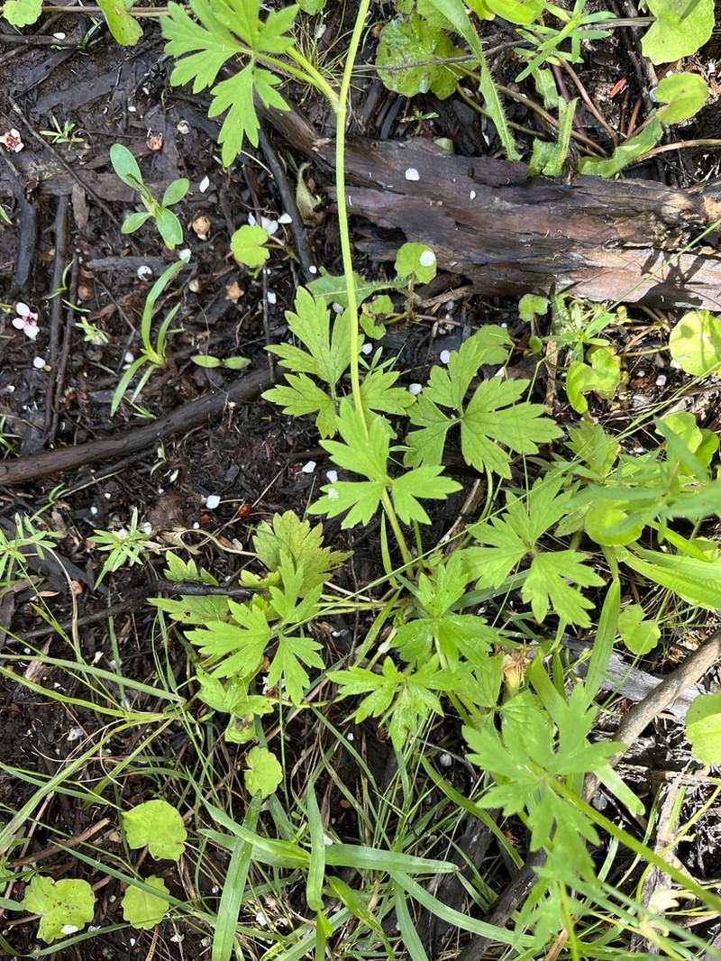 Ranunculus urvilleanus photo 7