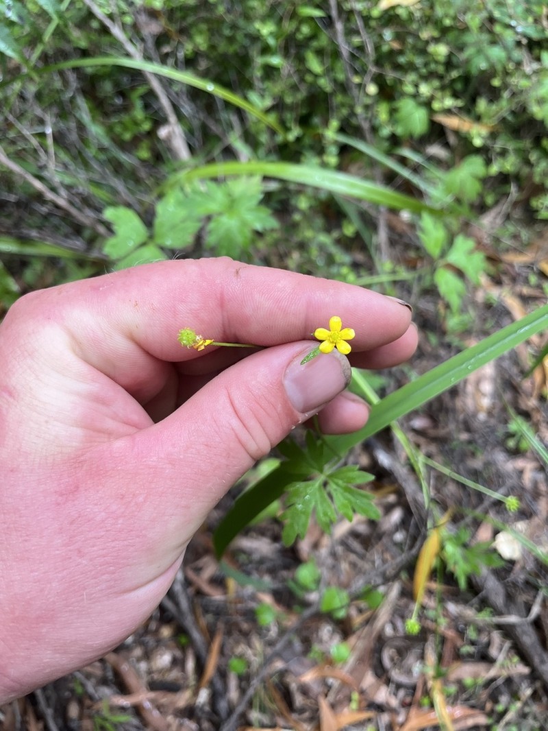 Ranunculus urvilleanus photo 8