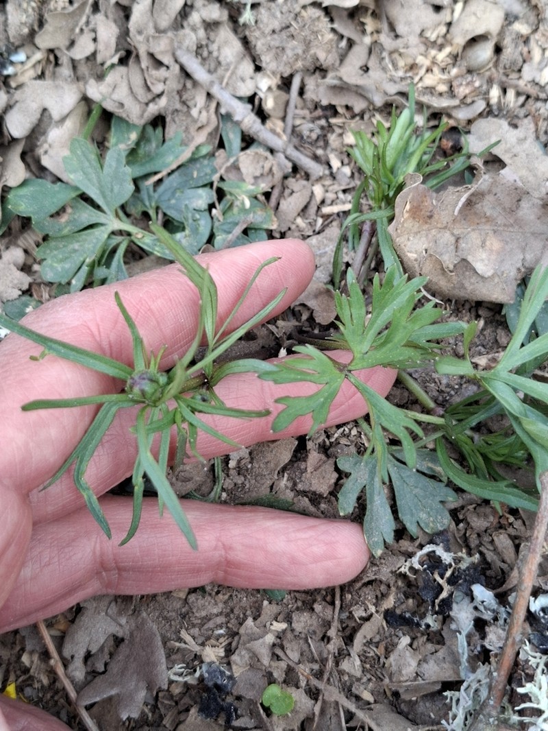 Ranunculus valdesii