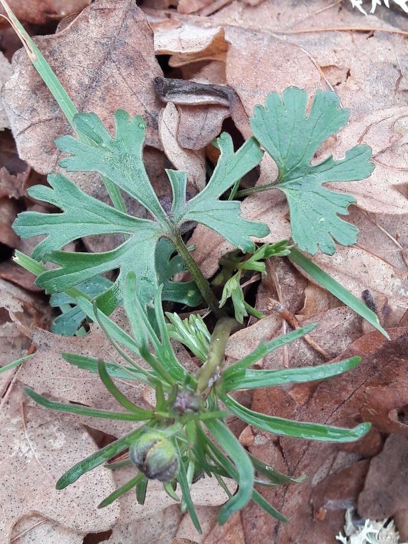 Ranunculus valdesii photo 4