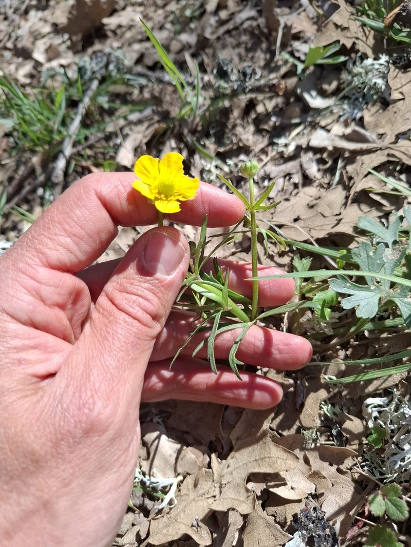 Ranunculus valdesii photo 5