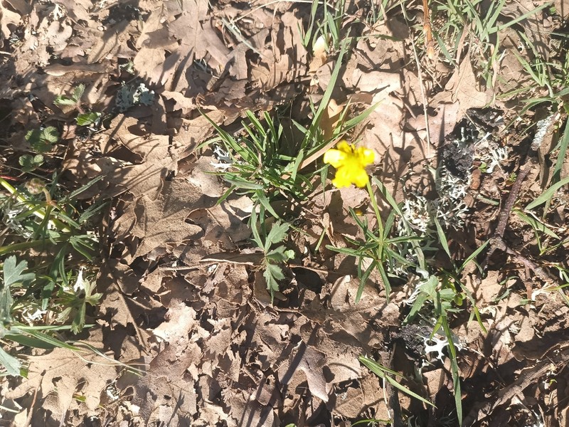 Ranunculus valdesii photo 6