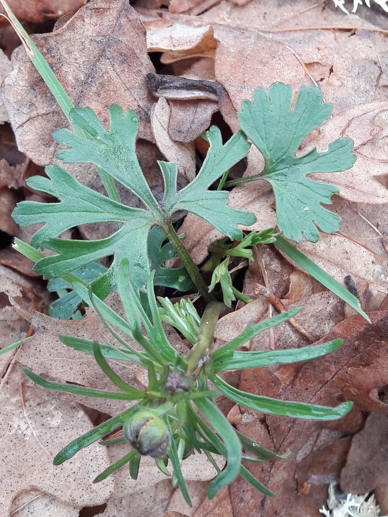 Ranunculus valdesii photo 8