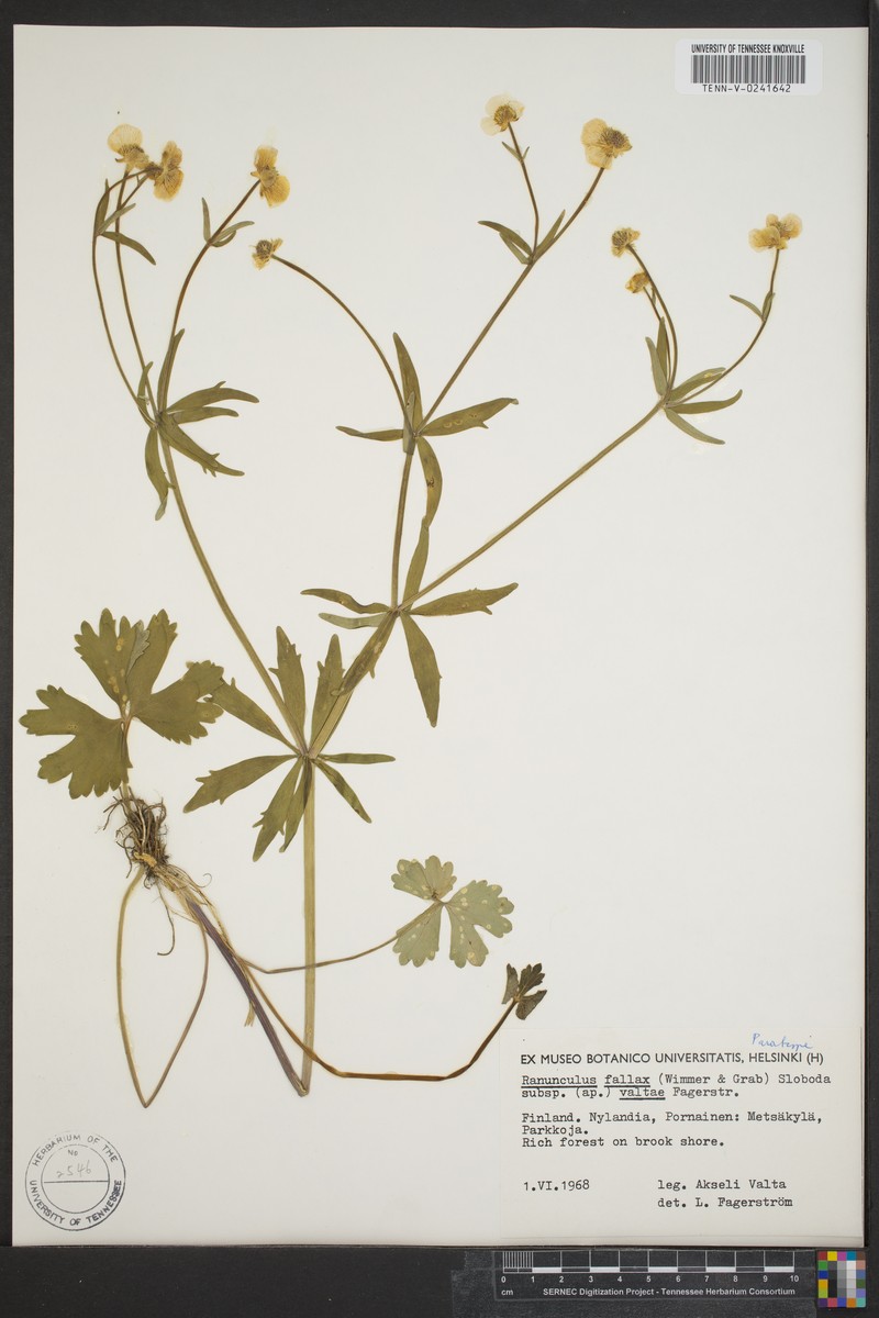 Ranunculus valtae