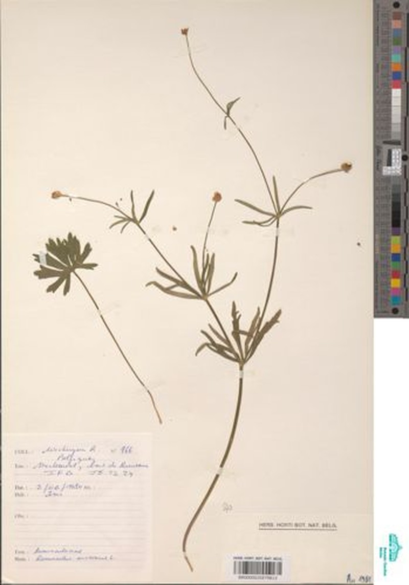 Ranunculus vanneromii