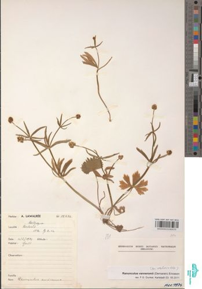 Ranunculus vanneromii photo 2