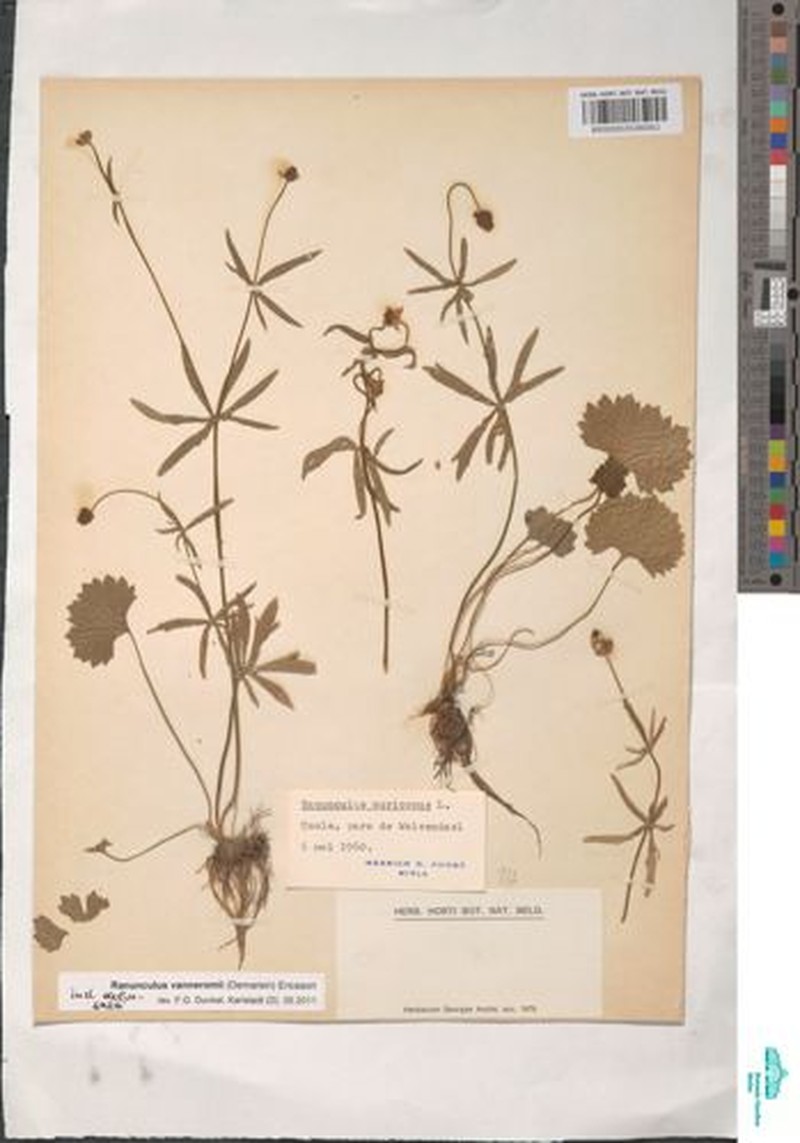 Ranunculus vanneromii photo 3