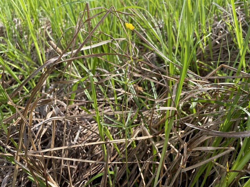 Ranunculus variabilis