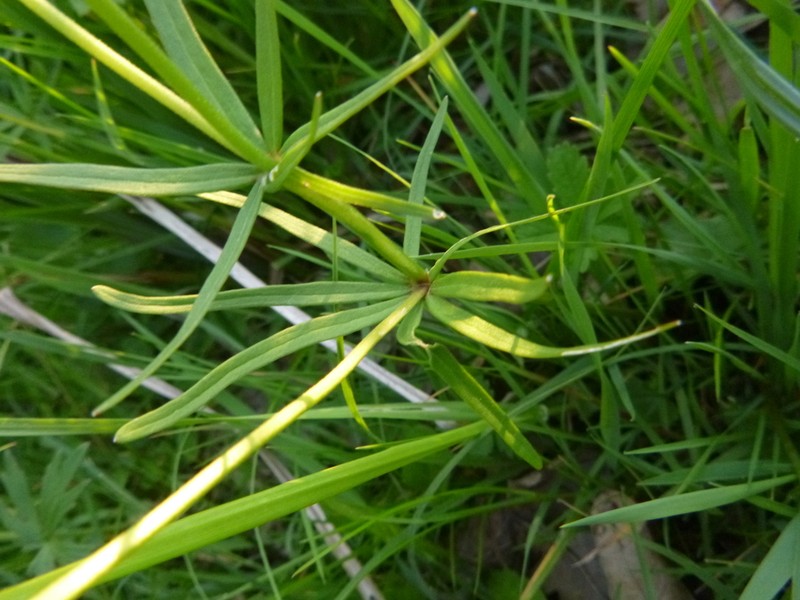 Ranunculus variabilis photo 2