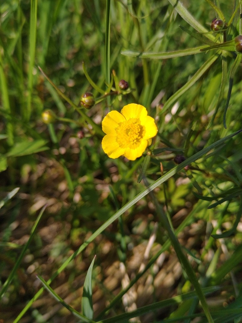 Ranunculus variabilis photo 3