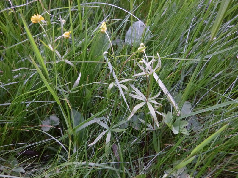 Ranunculus variabilis photo 4