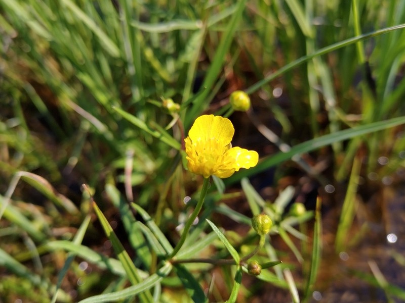 Ranunculus variabilis photo 5