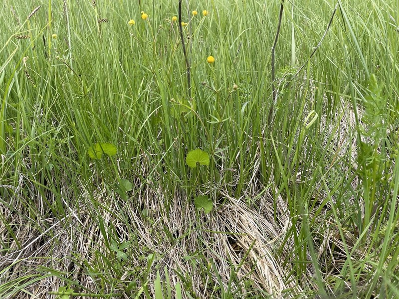 Ranunculus variabilis photo 7