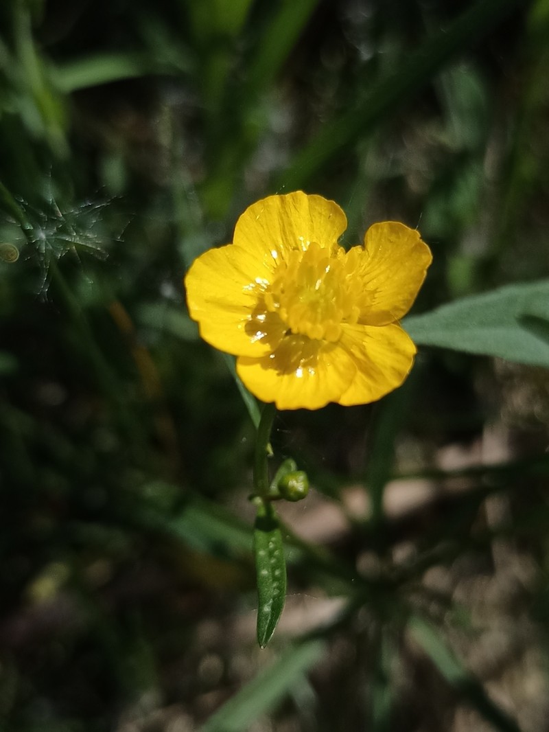 Ranunculus variabilis photo 8