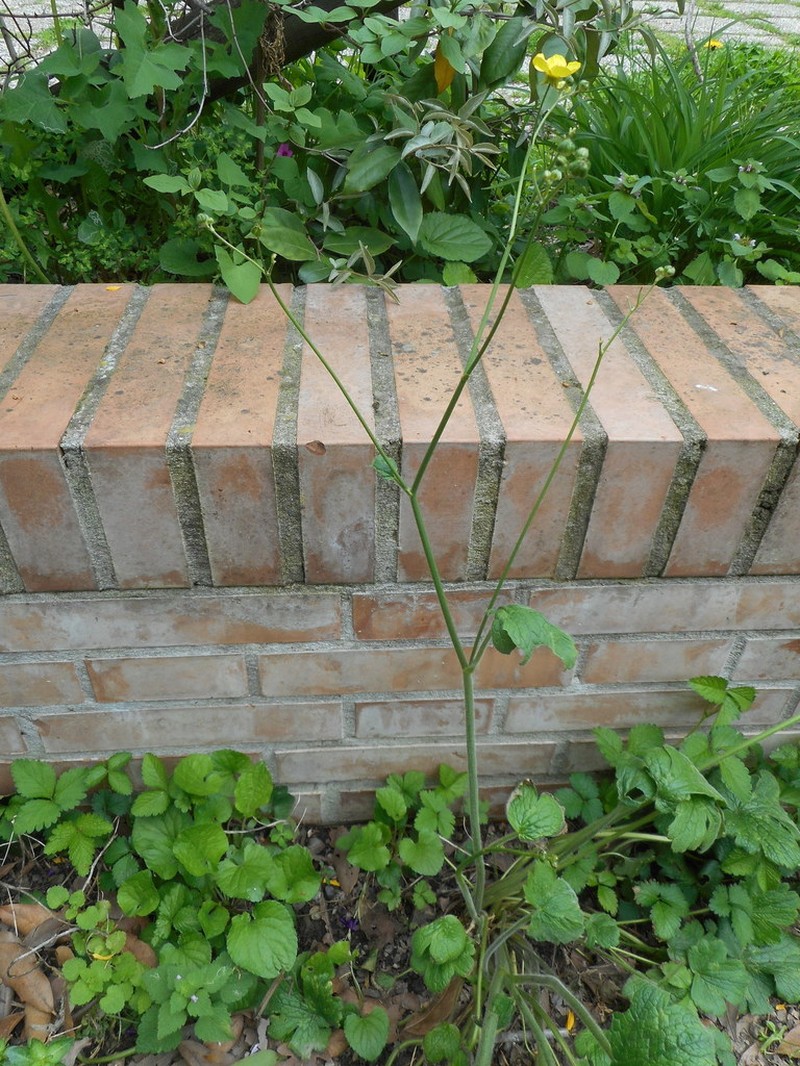 Ranunculus velutinus