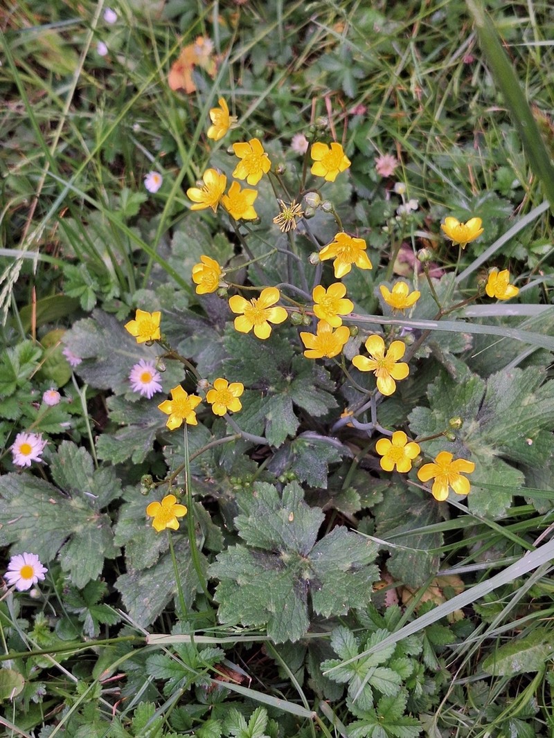 Ranunculus velutinus photo 2