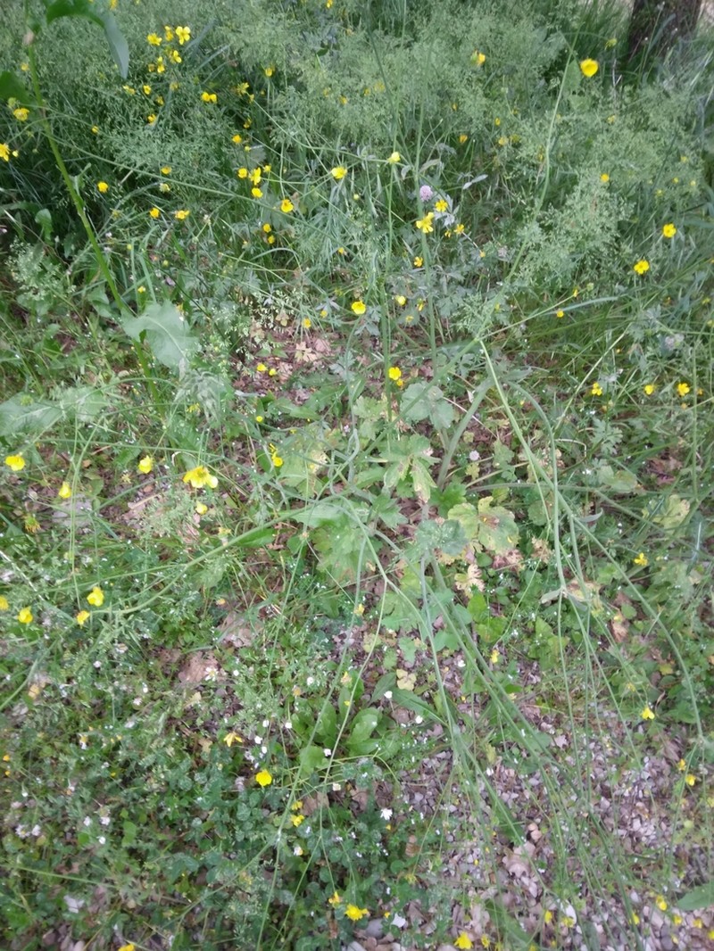 Ranunculus velutinus photo 3